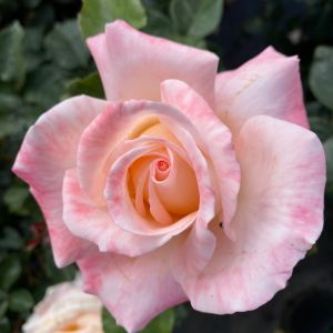Sarah Rose - Pink and White Hybrid Tea - The Fragrant Rose Company