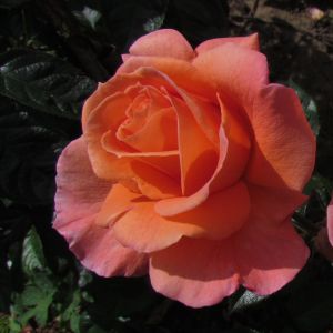 Scent From Heaven Rose - Apricot and Pink Climbing Rose - The Fragrant Rose Company