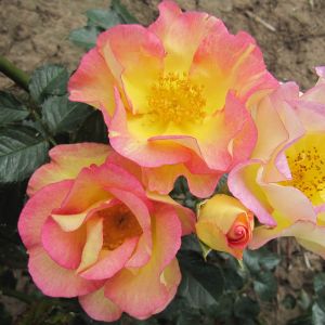 Scented Garden Rose - Pink and Yellow Shrub - The Fragrant Rose Garden