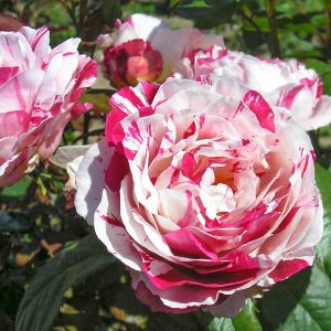 Scentimental Rose - Pink and White Striped Floribunda - The Fragrant Rose Company