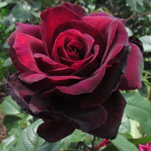 Sealed With A Kiss Rose - Red Hybrid Tea - The Fragrant Rose Company