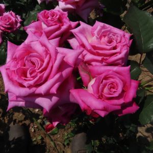 Sharon Rose - Pink Hybrid Tea - The Fragrant Rose Company