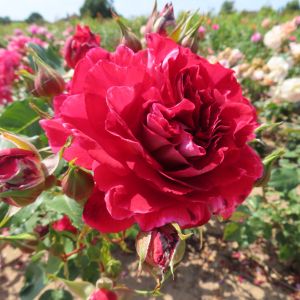Sheila's Rose - Red Floribunda Rose - thefragrantrosecompany.co.uk