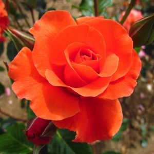 Shropshire Star Rose - Orange Climbing Rose - The Fragrant Rose Company