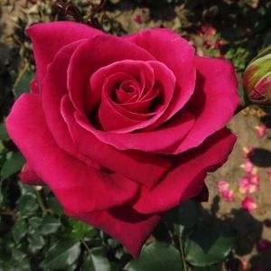 Silky Smooth Rose - Red and Pink Hybrid Tea - The Fragrant Rose Company