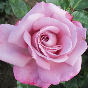 Silver Shadow Rose - Lilac Hybrid Tea - The Fragrant Rose Company