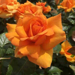 Simply The Best Rose - Orange/Yellow Hybrid Tea - The Fragrant Rose Company