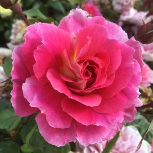 Someone Special Rose - Pink Floribunda Rose - The Fragrant Rose Company