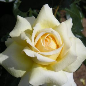 Something Special Rose - Cream and Yellow Hybrid Tea - The Fragrant Rose Company