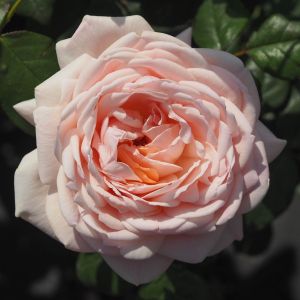 Special Lady Rose - Pink Floribunda - The Fragrant Rose Company