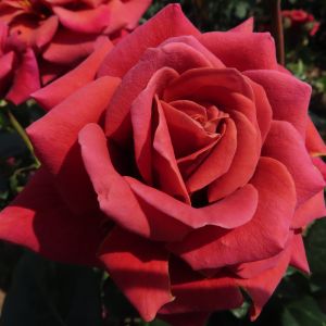 Special Birthday Rose - Red/Copper Hybrid Tea Rose - thefragrantrosecompany.co.uk