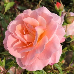 Step By Step Rose - Peach Floribunda Rose - thefragrantrosecompany.co.uk