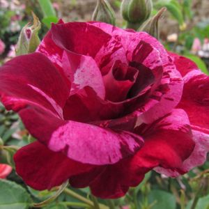 Summer Loving Rose - Pink and White Climbing Rose - The Fragrant Rose Company