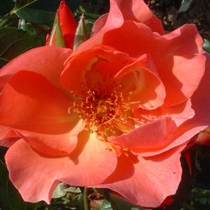 Summer Wine Rose - Coral Pink Climbing Rose - The Fragrant Rose Company