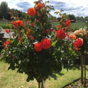 Super Trouper Standard Rose - Orange Floribunda - The Fragrant Rose Company