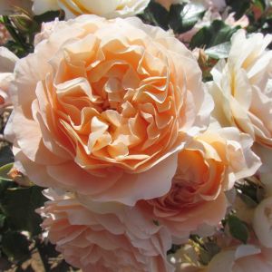Sweet Jessica Rose - Apricot Floribunda - The Fragrant Rose Company