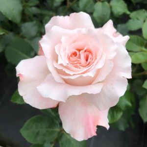 Sweet Sue Rose - Two Tone Pink/Cream Hybrid Tea Rose - thefragrantrosecompany.co.uk