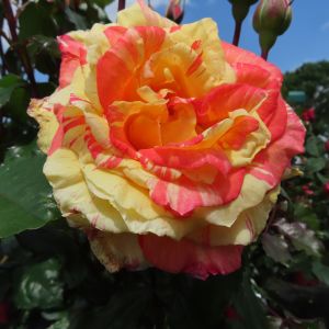 Thanks A Million Rose - Pink and Yellow Striped Floribunda - The Fragrant Rose Company