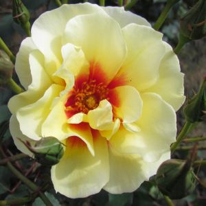 The Bees Knees Rose - Yellow Floribunda - The Fragrant Rose Company