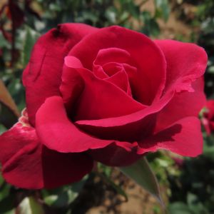 The Best Rose - Pink/Red Hybrid Tea Rose - thefragrantrosecompany.co.uk