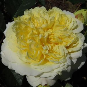 The Pilgrim Rose - Cream and Yellow Climbing Rose - The Fragrant Rose Company