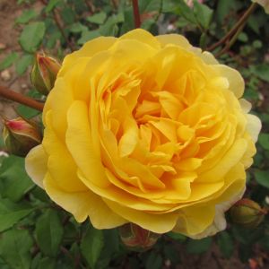 The Poet's Wife Rose - Yellow Shrub - The Fragrant Rose Company