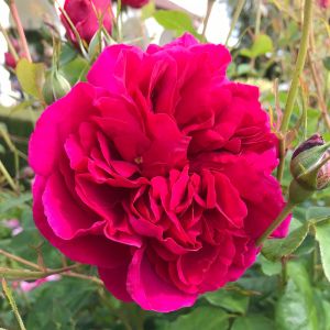 Thomas A Beckett Rose = Pink Shrub - The Fragrant Rose Company