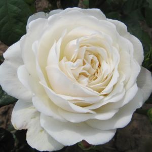 Tranquility Rose - White Shrub - The Fragrant Rose Company