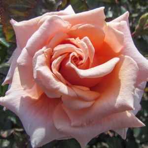 True Friend Rose - Pink Floribuda - The Fragrant Rose Company