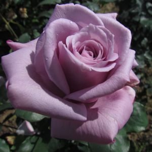 Twice in a Blue Moon Rose - Purple Hybrid Tea - The Fragrant Rose Company