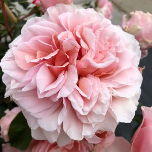 Valerie Rose - Pink Floribunda Rose - thefragrantrosecompany.co.uk