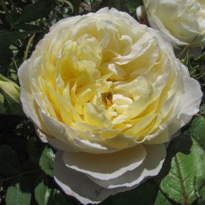 Vanessa Bell Rose - White and Cream Shrub - The Fragrant Rose Company