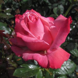 Victoria Rose - Pink and Coral Hybrid Tea - The Fragrant Rose Company