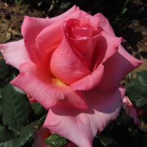 Vivacious Rose - Pink Hybrid Tea - The Frgarant Rose Company