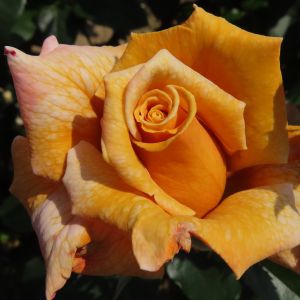Whisky Sour Rose - Mustard Yellow and Orange Hybrid Tea - The Fragrant Rose Company