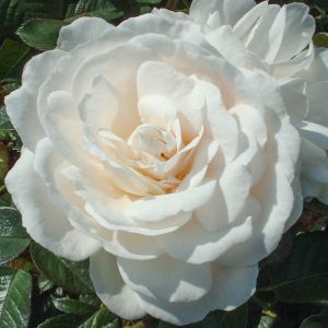 White Cloud Rose - White Climbing Rose - The Fragrant Rose Company