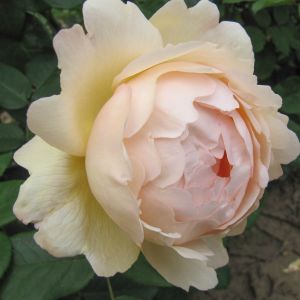 Wollerton Old Hall Rose - White Climbing Rose - The Fragrant Rose Company