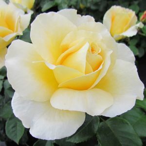 Wonderful Husband Rose - Pale Yellow Floribunda - The Fragrant Rose Company