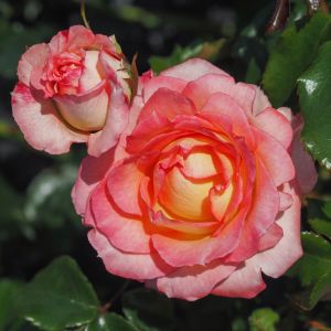 Wonderful Memories Rose - Pink and Lemon Floribunda - The Fragrant Rose Company