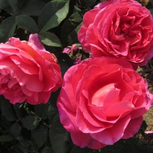 Wonderful Wife Rose - Pink Hybrid Tea - The Fragrant Rose Company