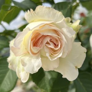 Wonderful Dad Rose - White Floribunda - The Fragrant Rose Company