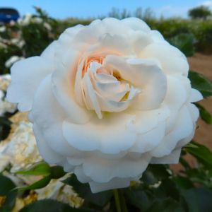 Wonderful Grandparents Rose - White/Cream Floribunda - thefragrantrosecompany.co.uk