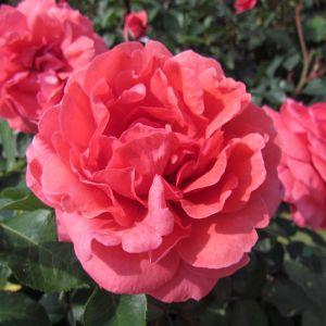 Young At Heart Rose - Pink Floribunda - The Fragrant Rose Company