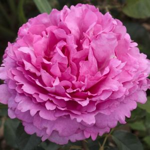 Yves Piaget Rose - Pink Hybrid Tea - The Fragrant Rose Company