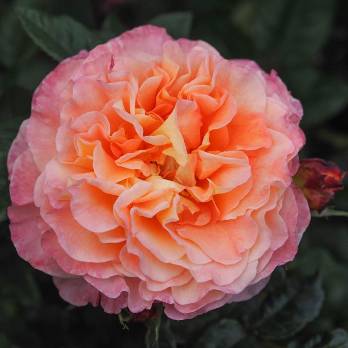 Rachel | Fragrant Pink Hybrid Tea Rose ...