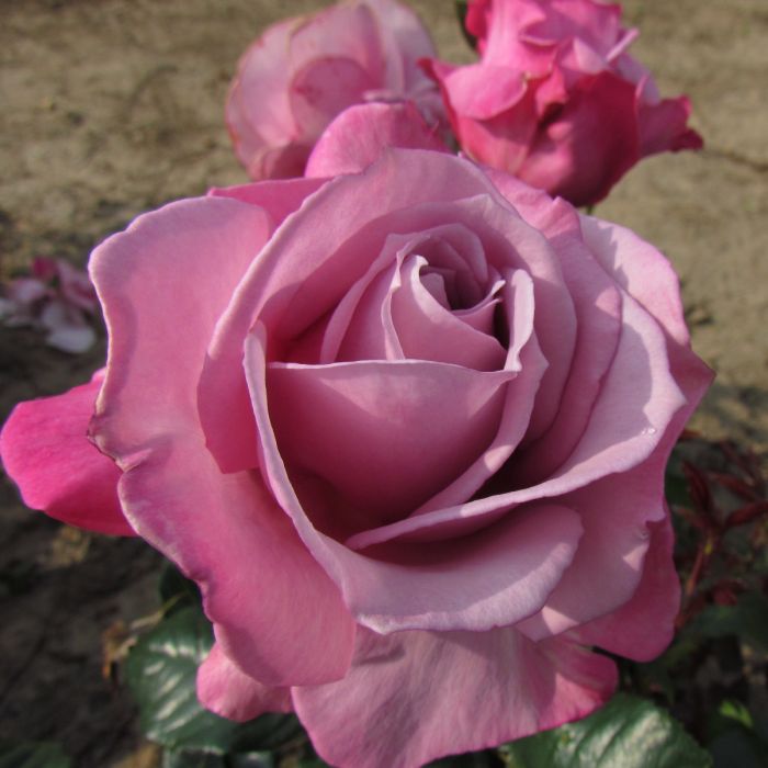 Unusual Silvery/Lilac Blooms Strong Fragrance 4lt Potted Hybrid Tea Garden Rose Bush SILVER SHADOW