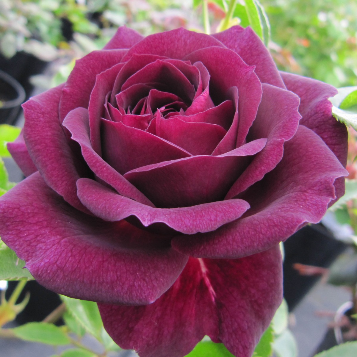 Ebb Tide Rose | Purple Floribunda Rose | The Fragrant Rose Company