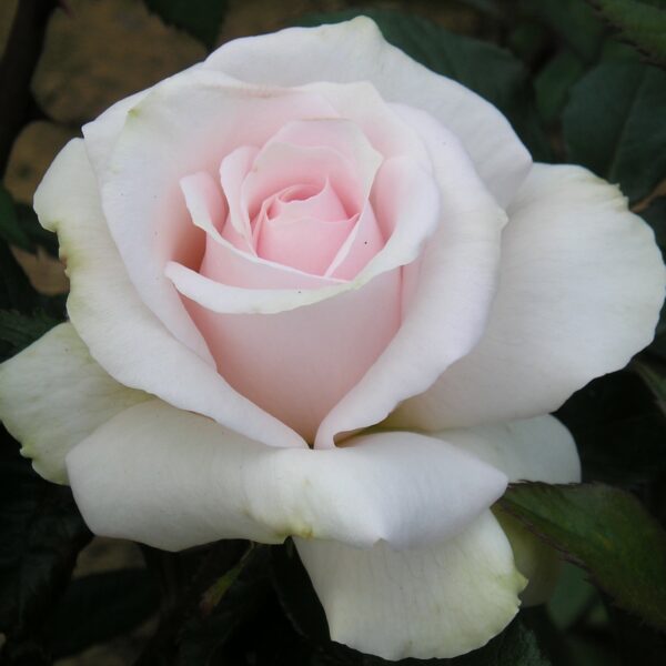 A Whiter Shade of Pale