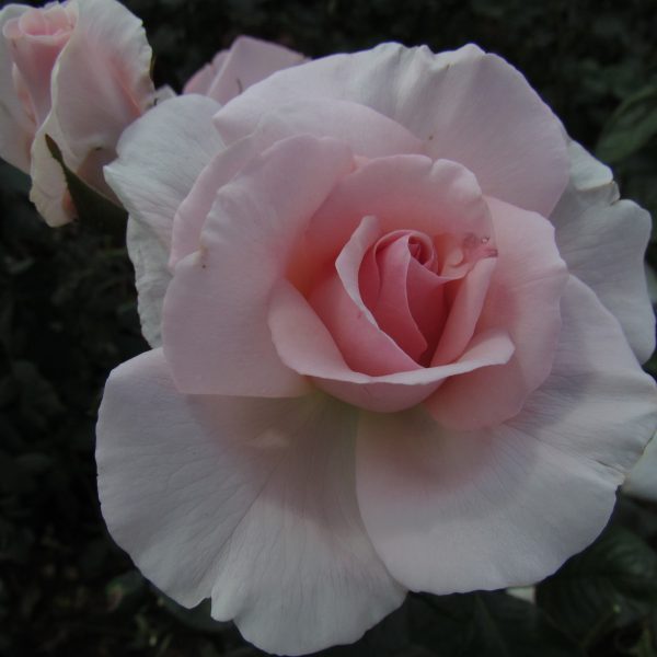 A Whiter Shade of Pale