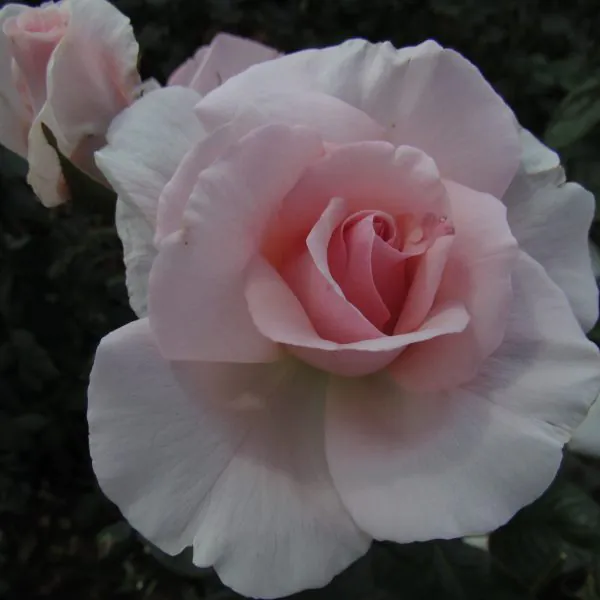 A Whiter Shade of Pale
